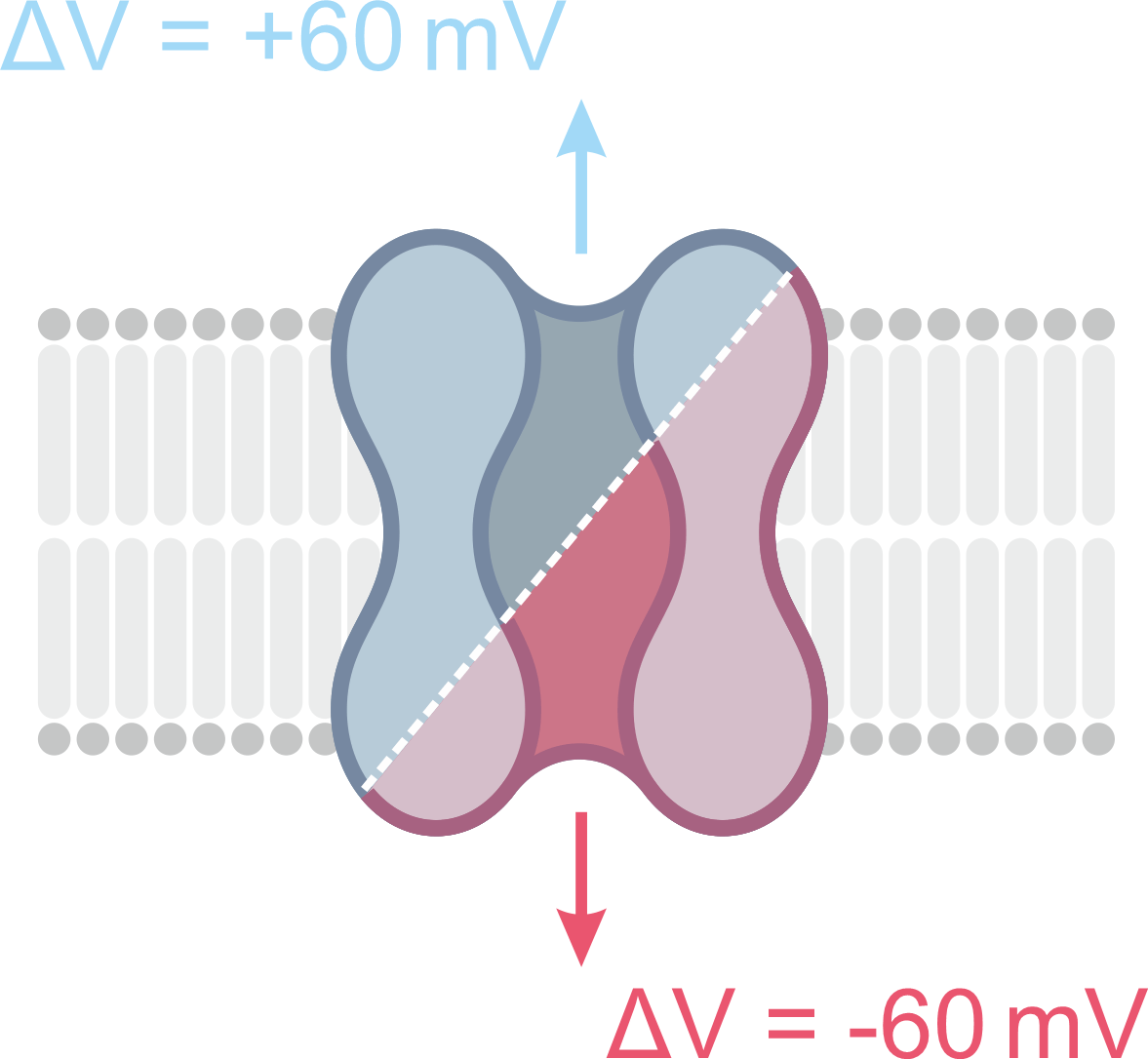 XeR dynamics 2021
